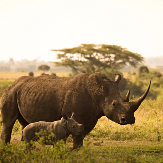 10 Fun Rhino Facts for Kids